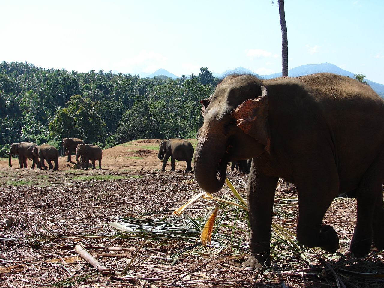 elephant orphanage kandy free photo