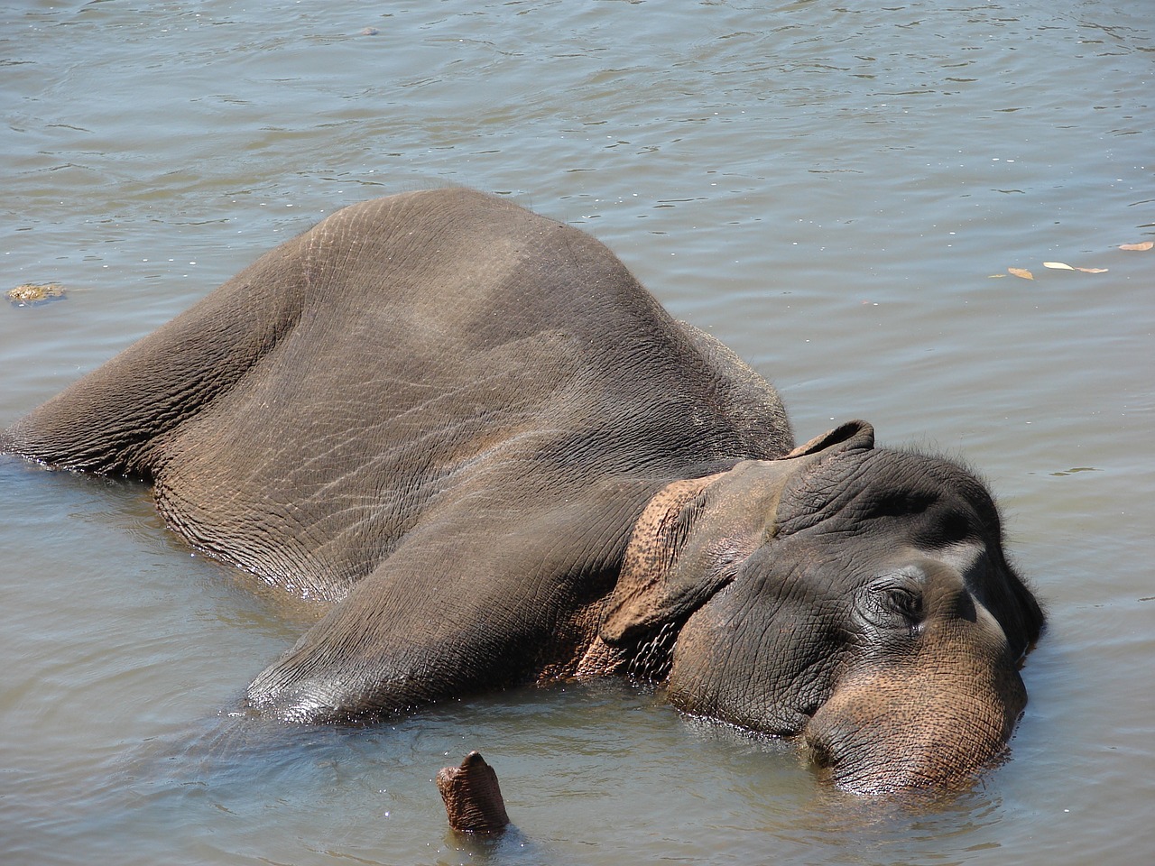 elephant water bathing free photo