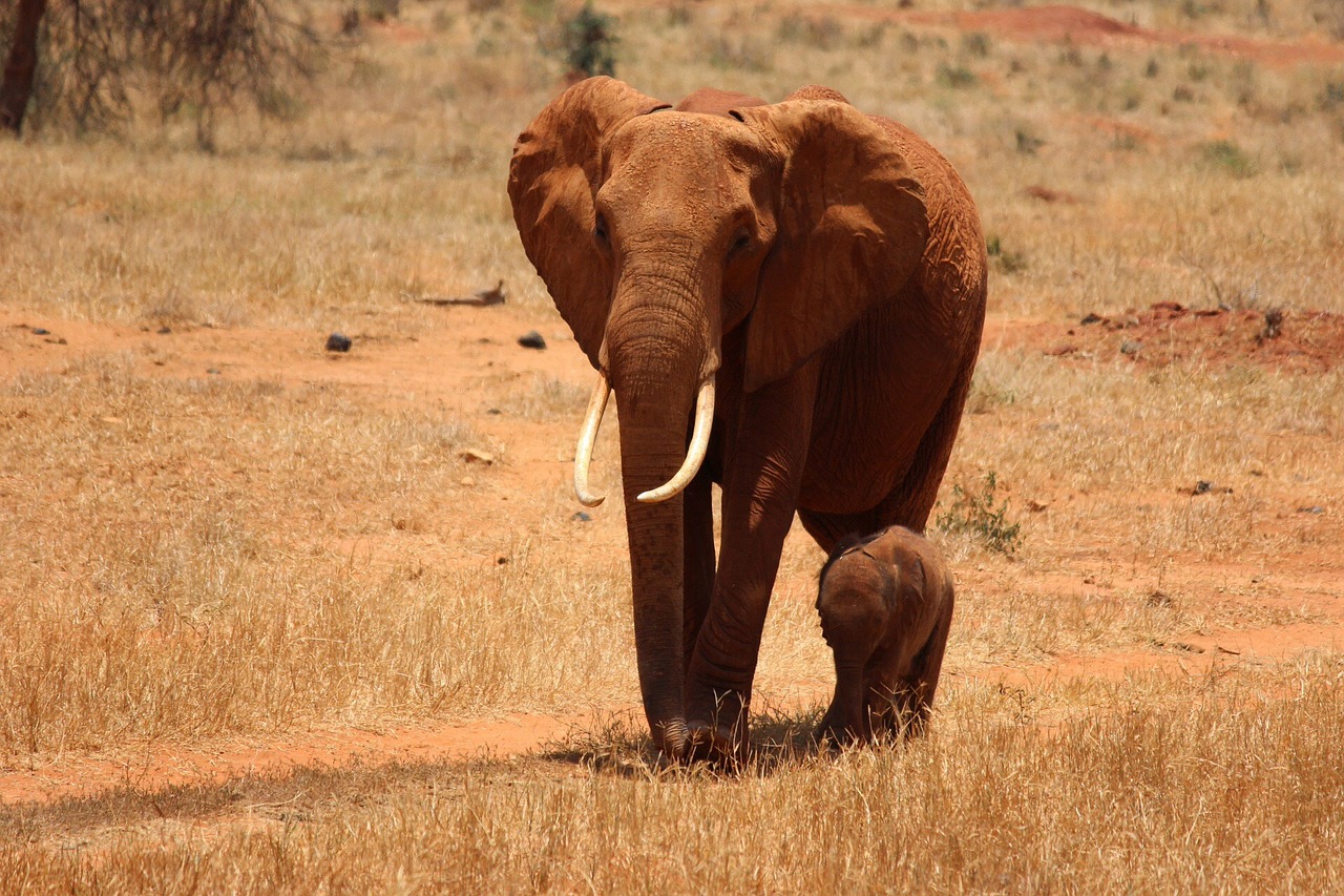 elephant cub kenya free photo