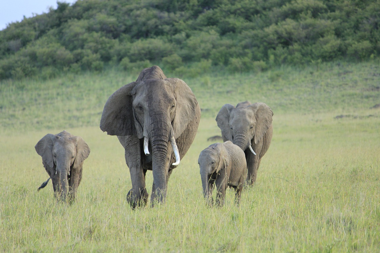 elephant masai mara free photo