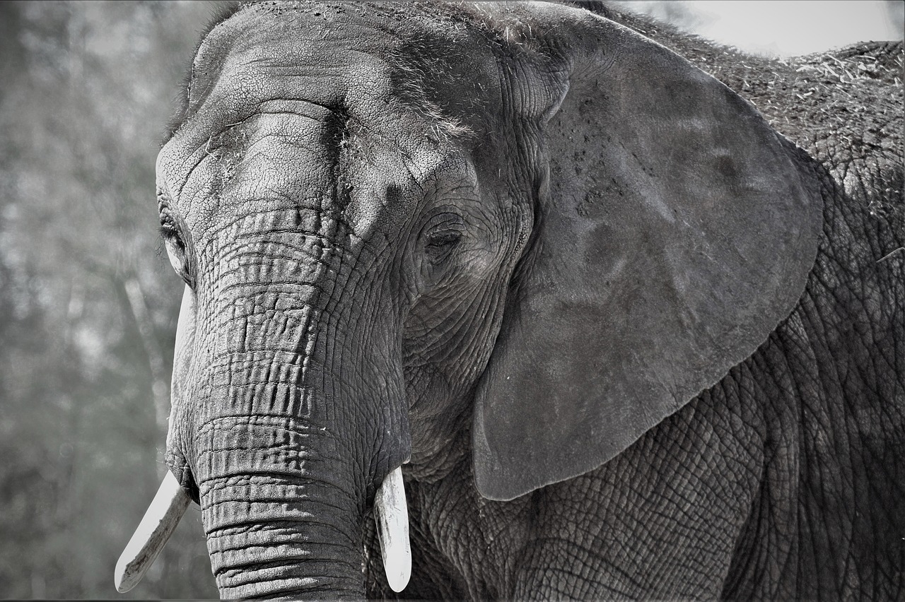 elephant africa african bush elephant free photo