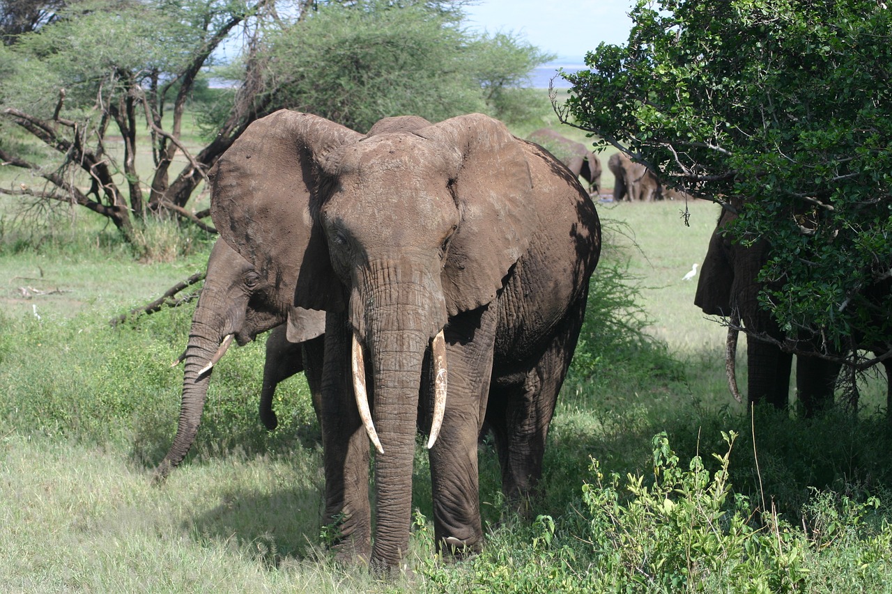 elephant africa tanzania free photo