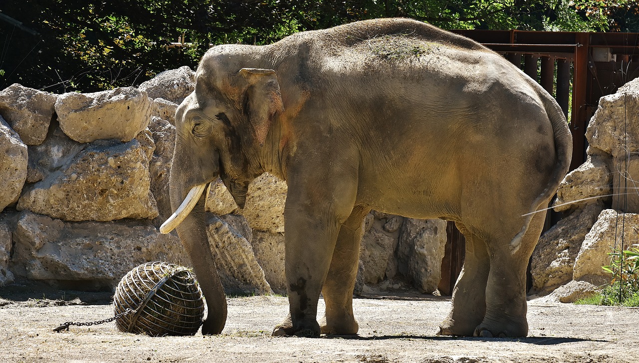 elephant pachyderm animal free photo