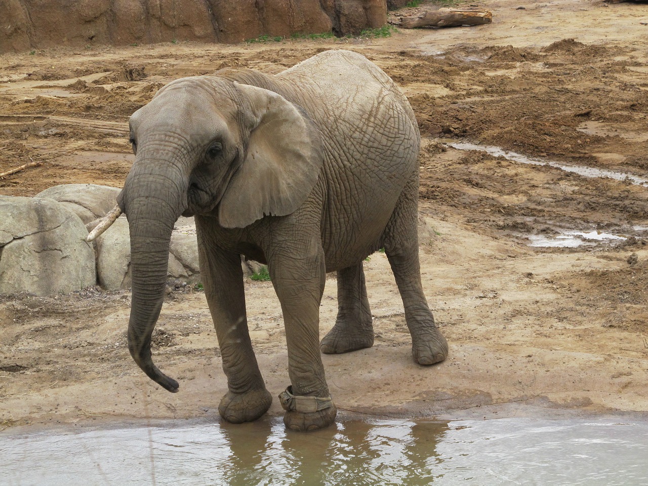 elephant san diego zoo free photo