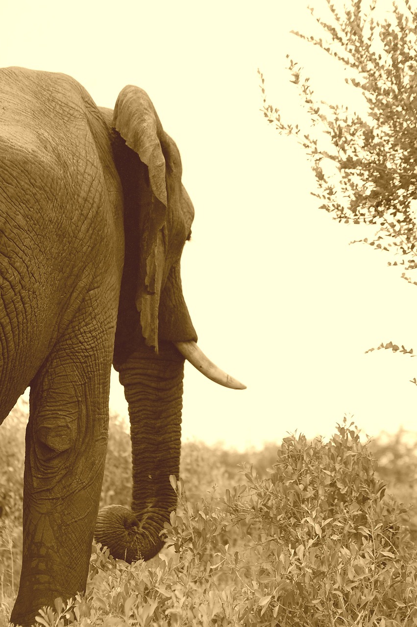 elephant trunk animal free photo
