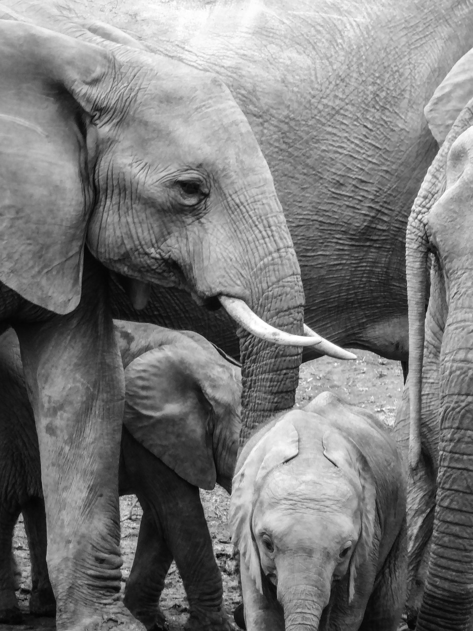 elephant young baby elephant free photo