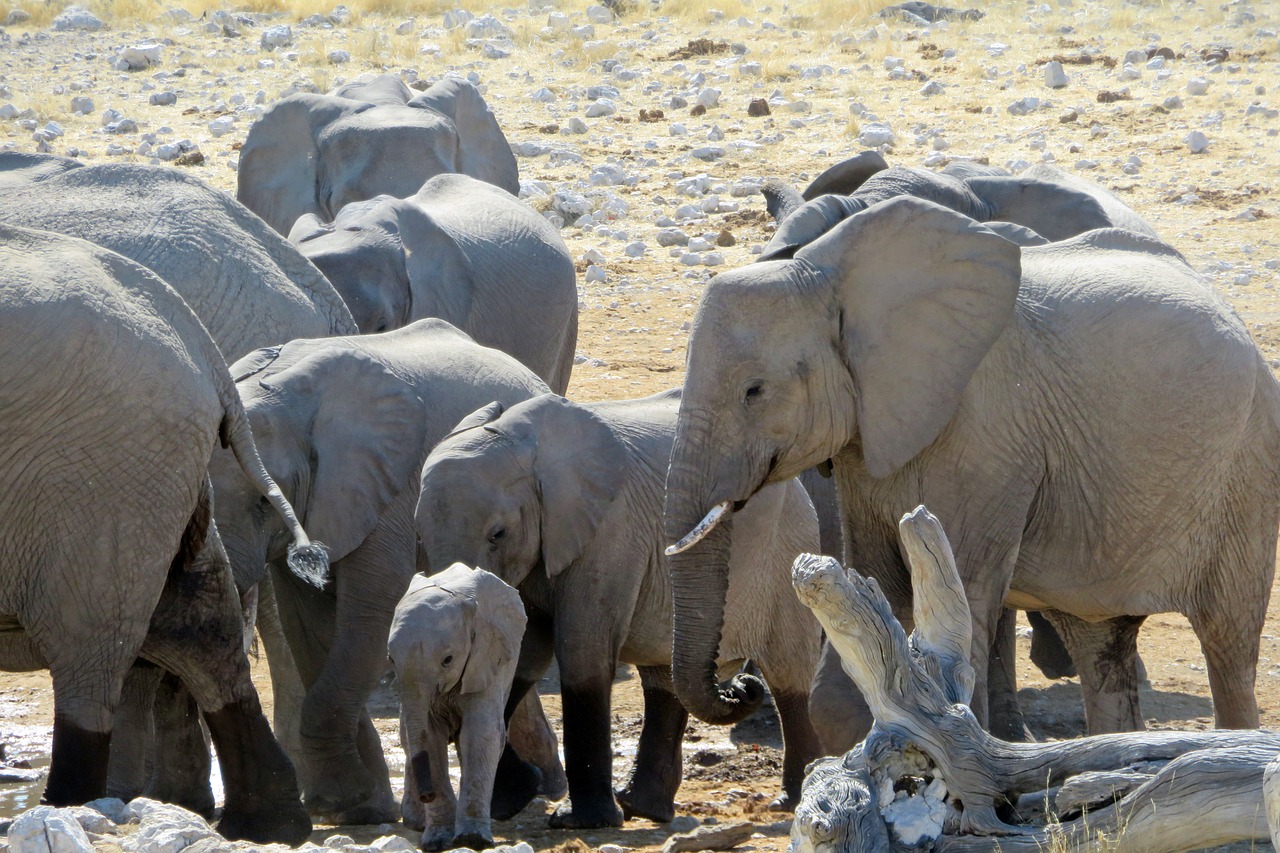 elephant herd africa free photo