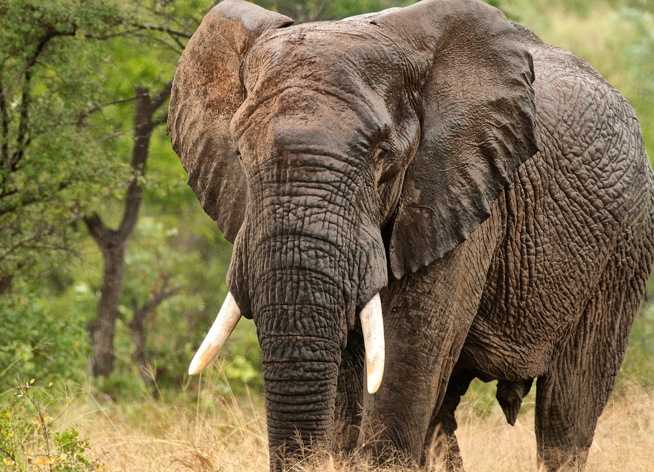 elephant africa wet wild free photo