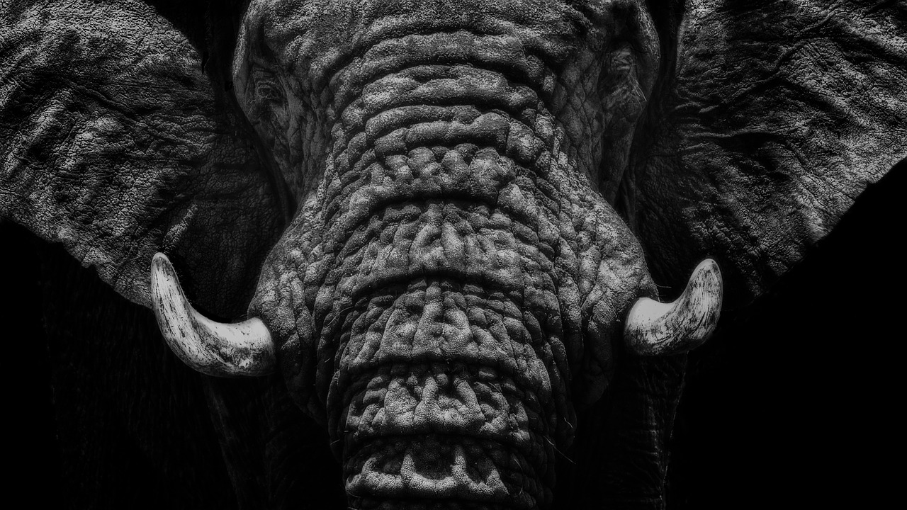 elephant close up black and white free photo