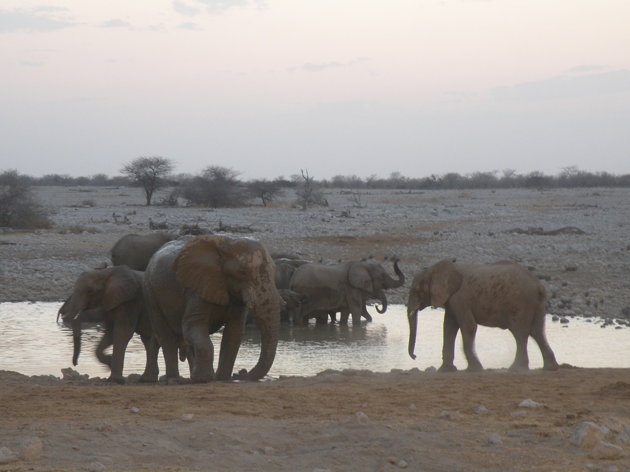 elephant namibia safari free photo