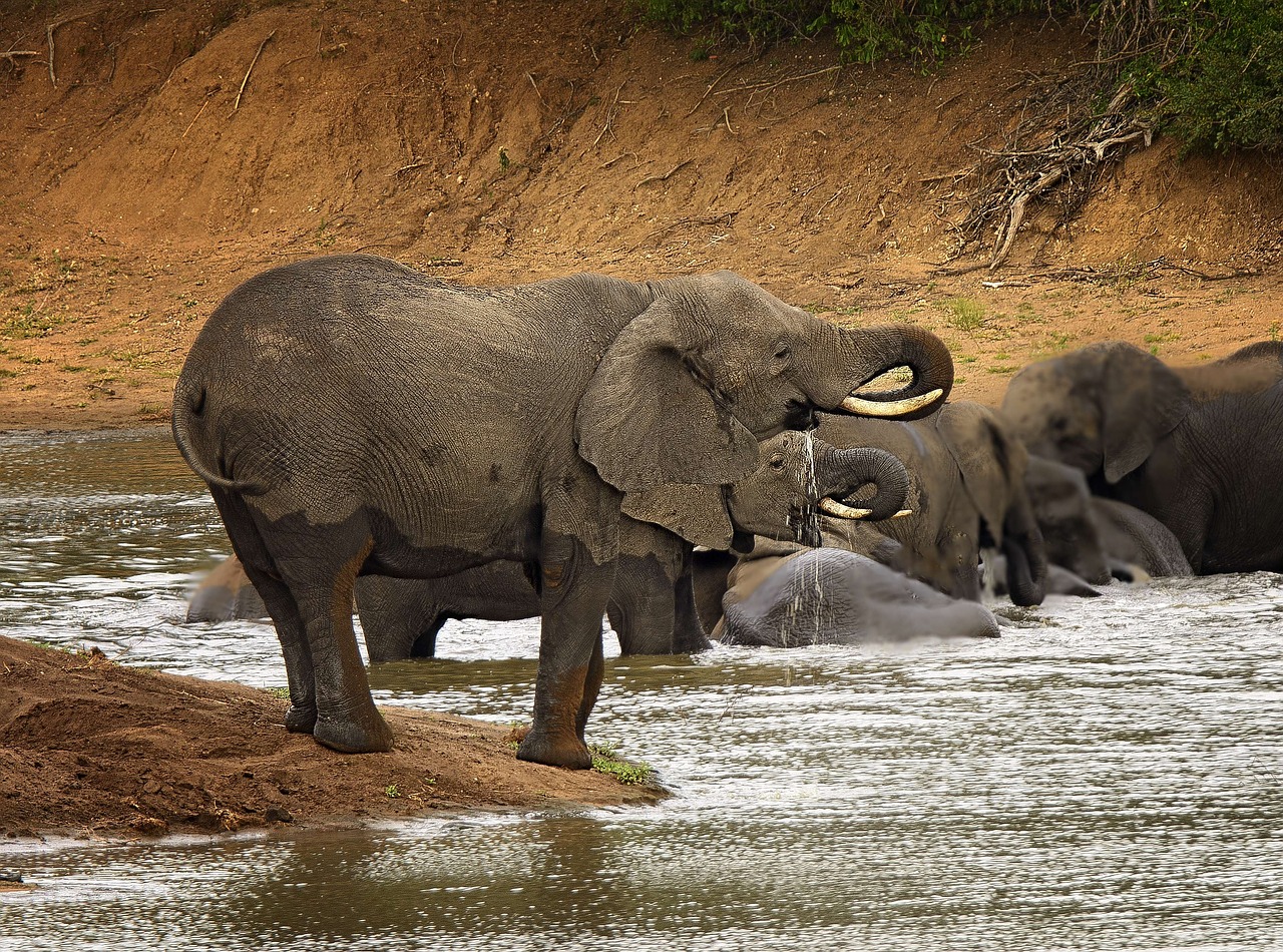 elephant trunk river free photo