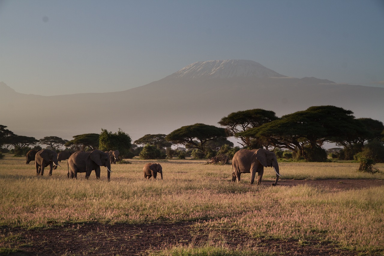 elephant kilimadscharo amboseli free photo