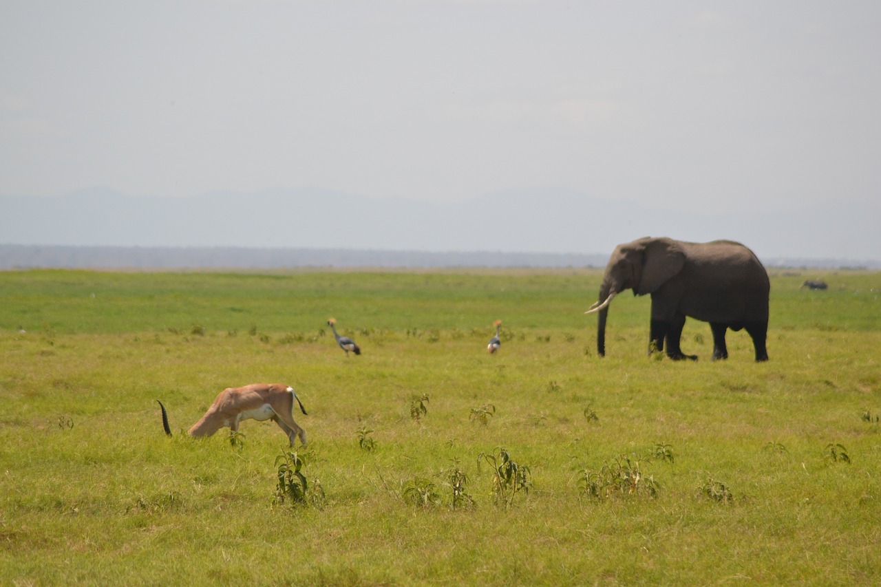 elephant africa forest free photo