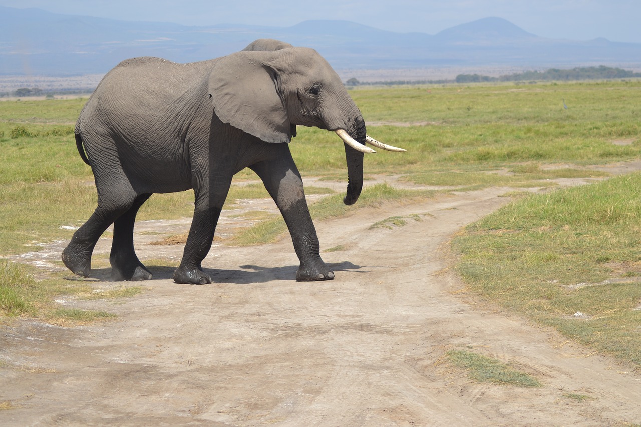 elephant africa forest free photo