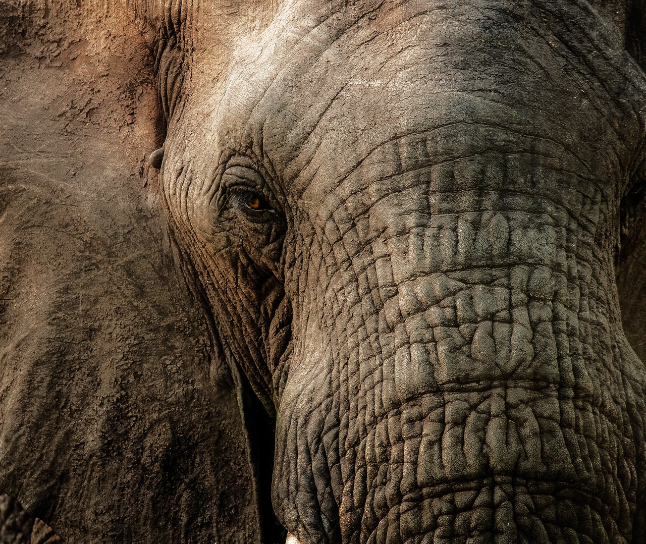 elephant close trunk free photo