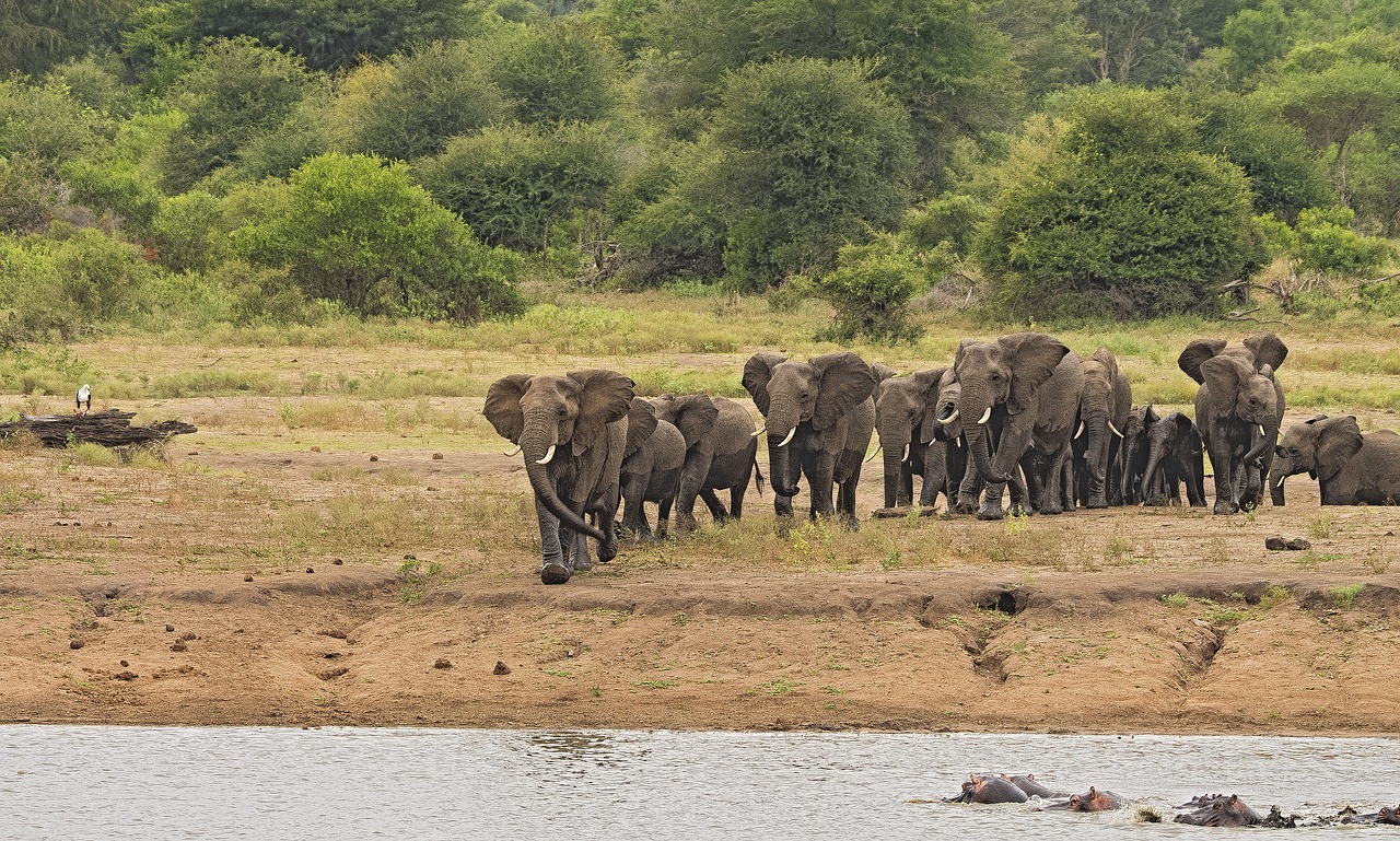 elephant herd stampede free photo