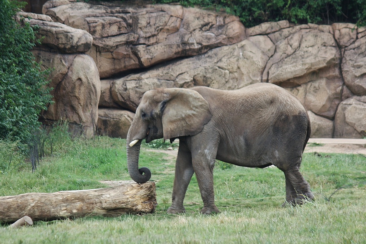 elephant indian elephant trunk free photo