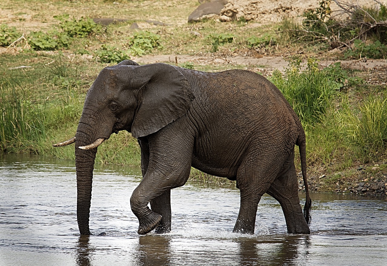 elephant riverbed trunk free photo