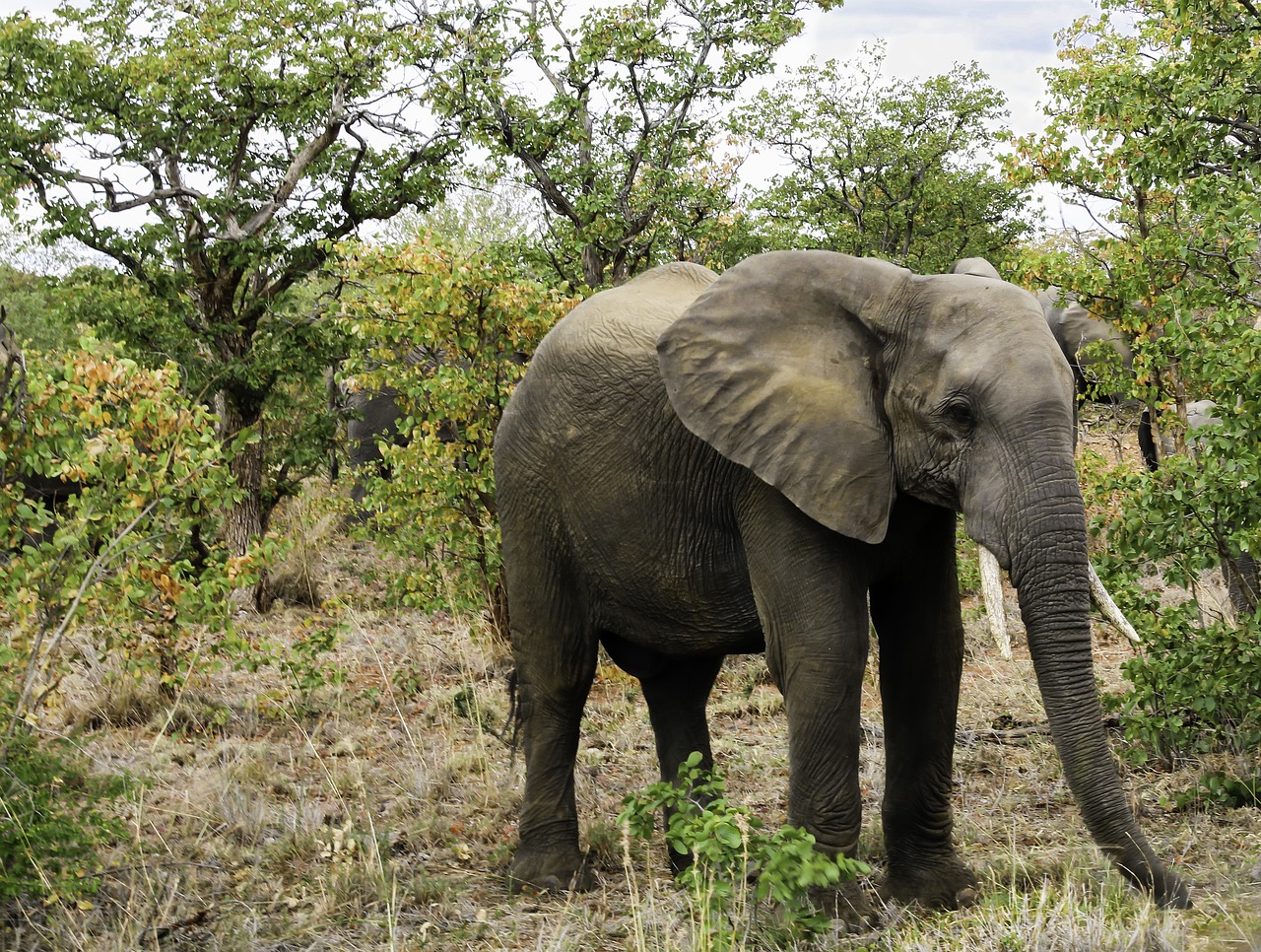 elephant south africa nature free photo