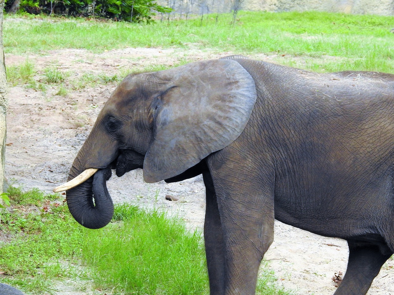 elephant mammal giant free photo