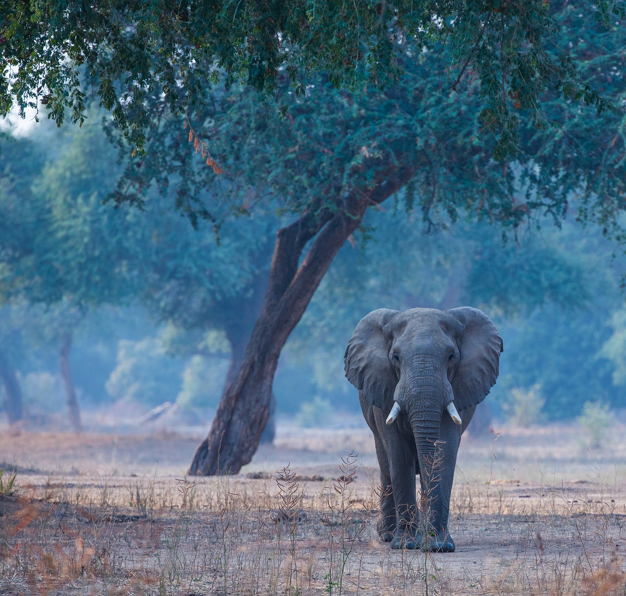 elephant manapools wildlife free photo