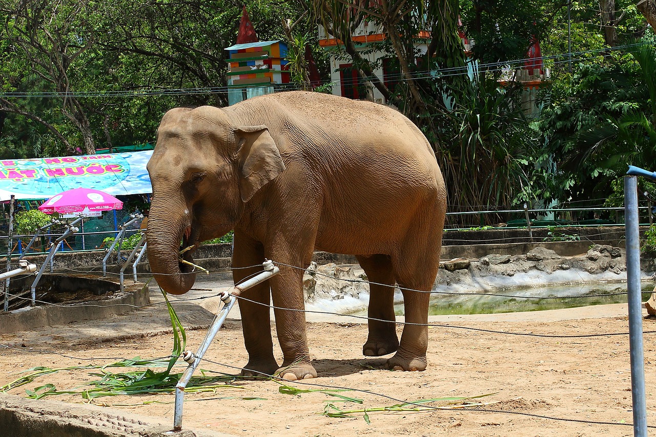 elephant books oranges free photo