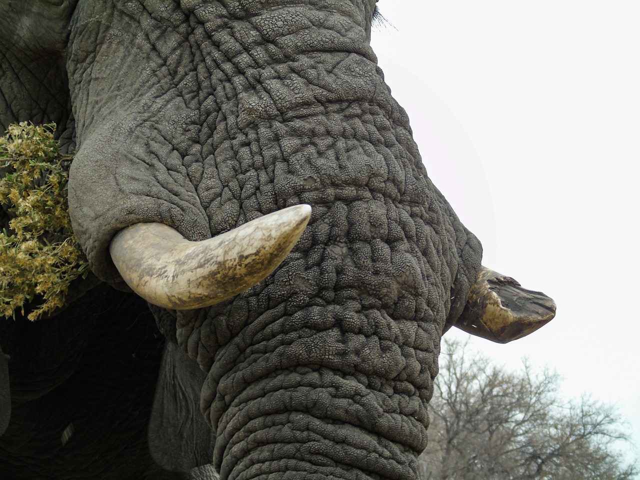 elephant africa tusk free photo