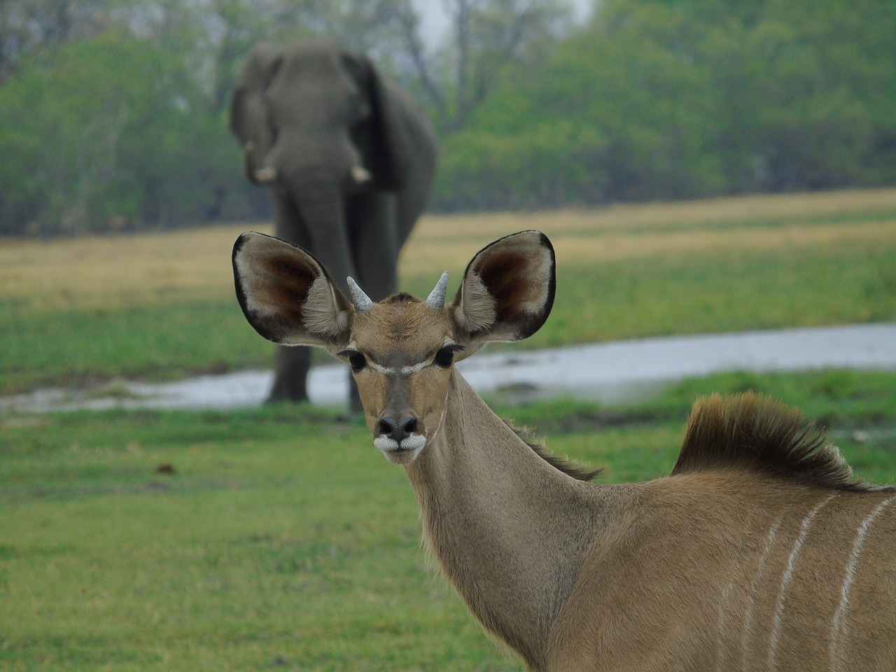 elephant africa tusk free photo