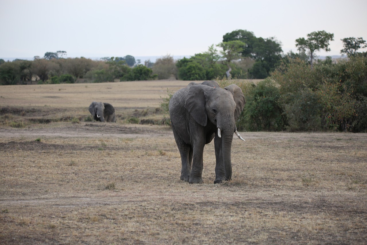 elephant wildlife safari free photo