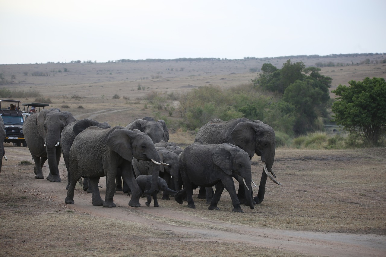 elephant herd wildlife free photo