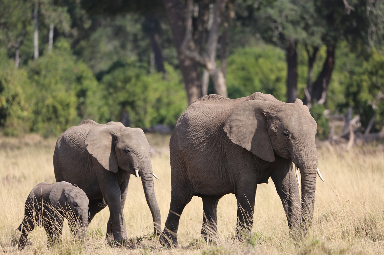 elephant family wildlife free photo