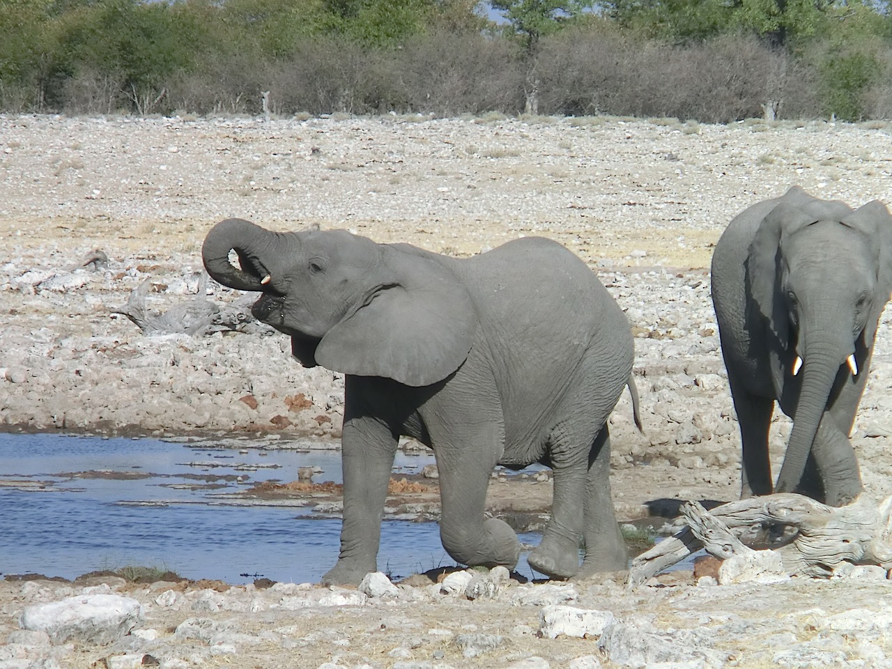 elephant africa drink free photo