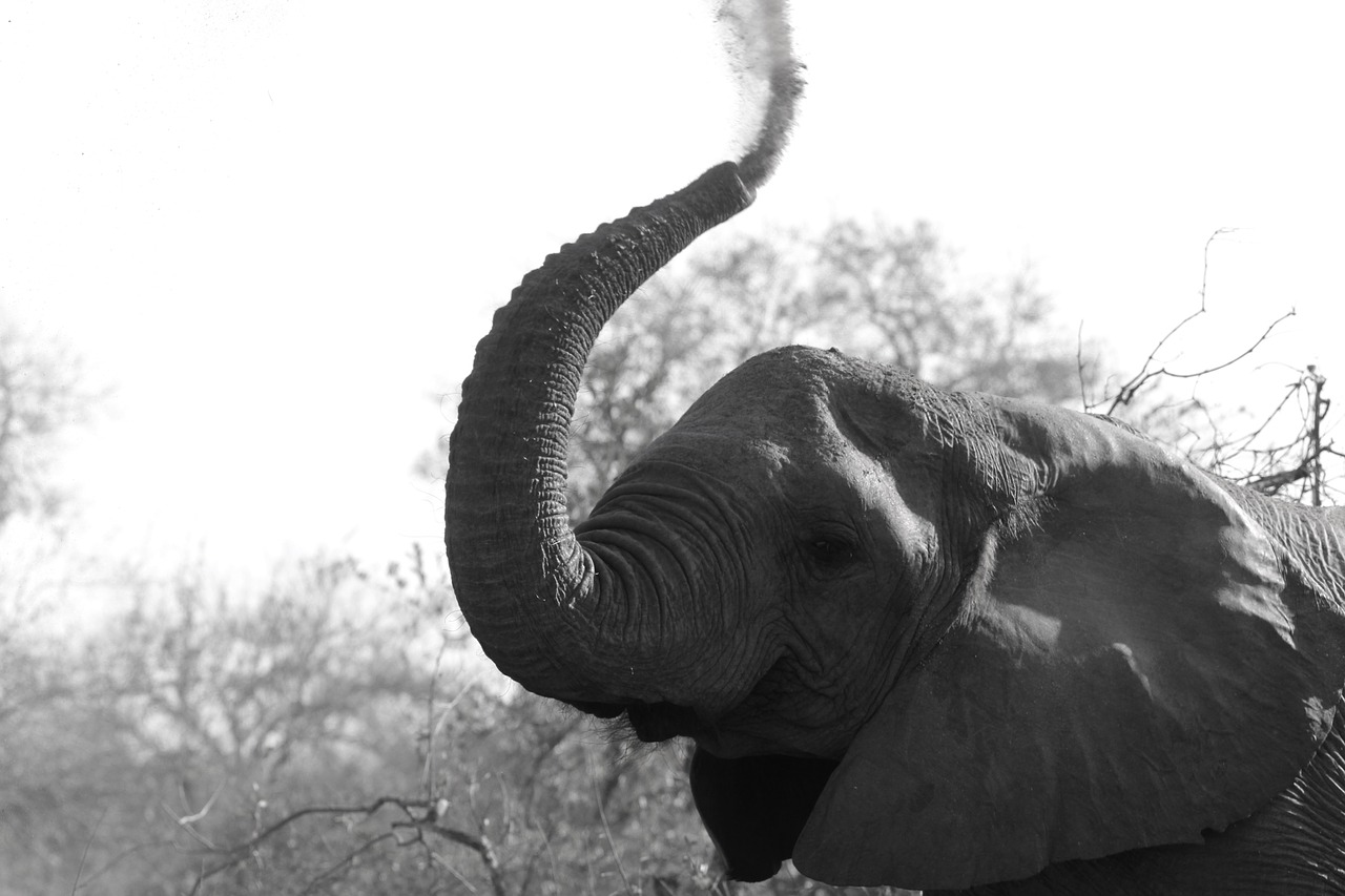 elephant wildlife africa free photo