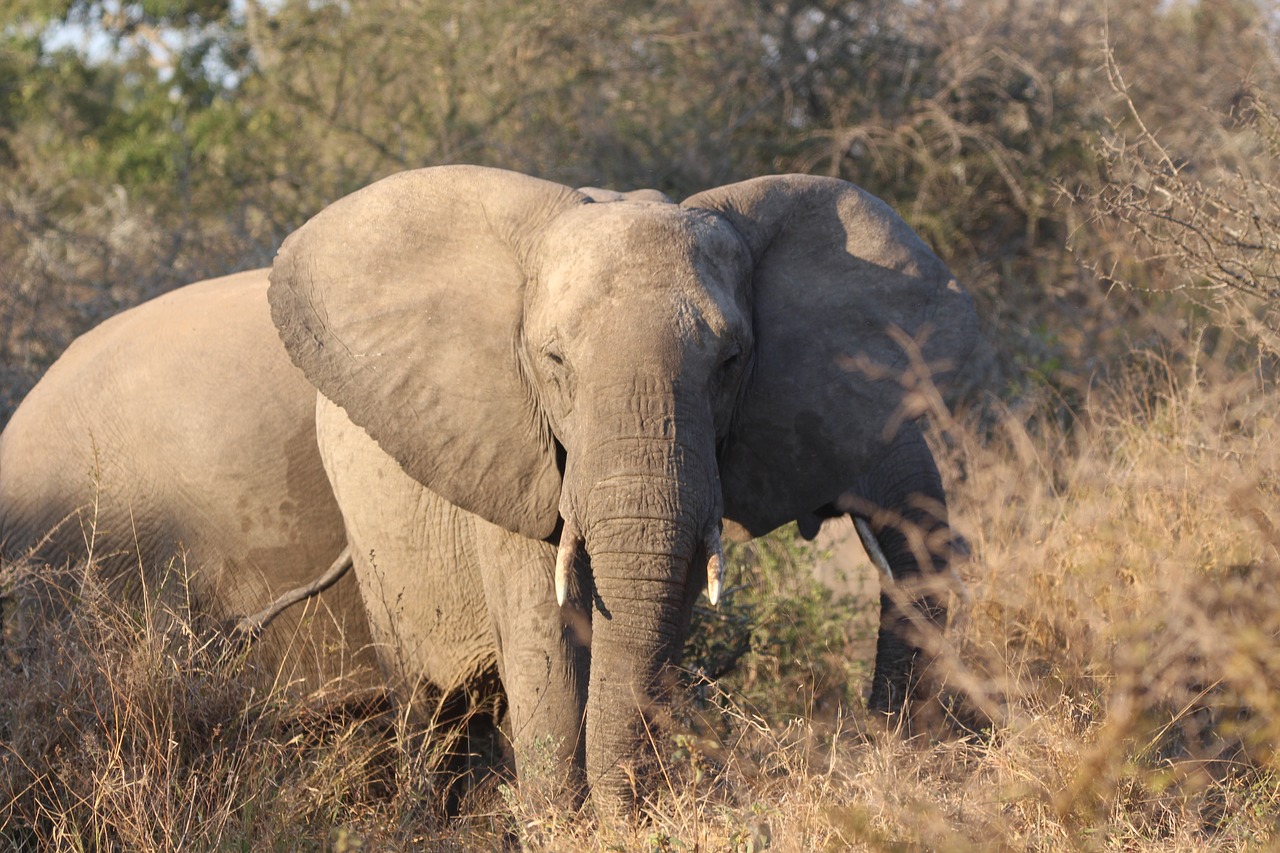 elephant tusks ivory free photo