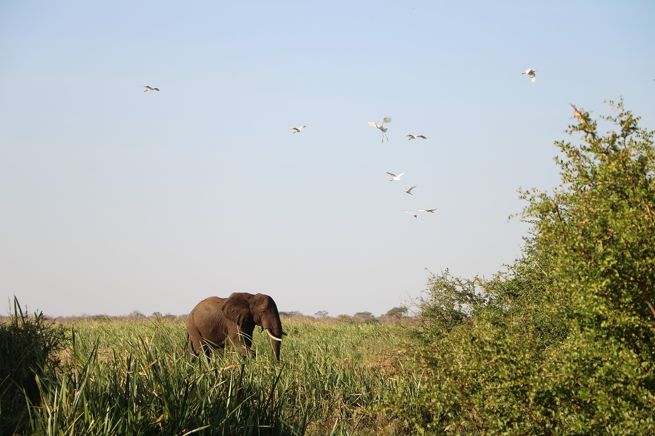 elephant nature wildlife free photo