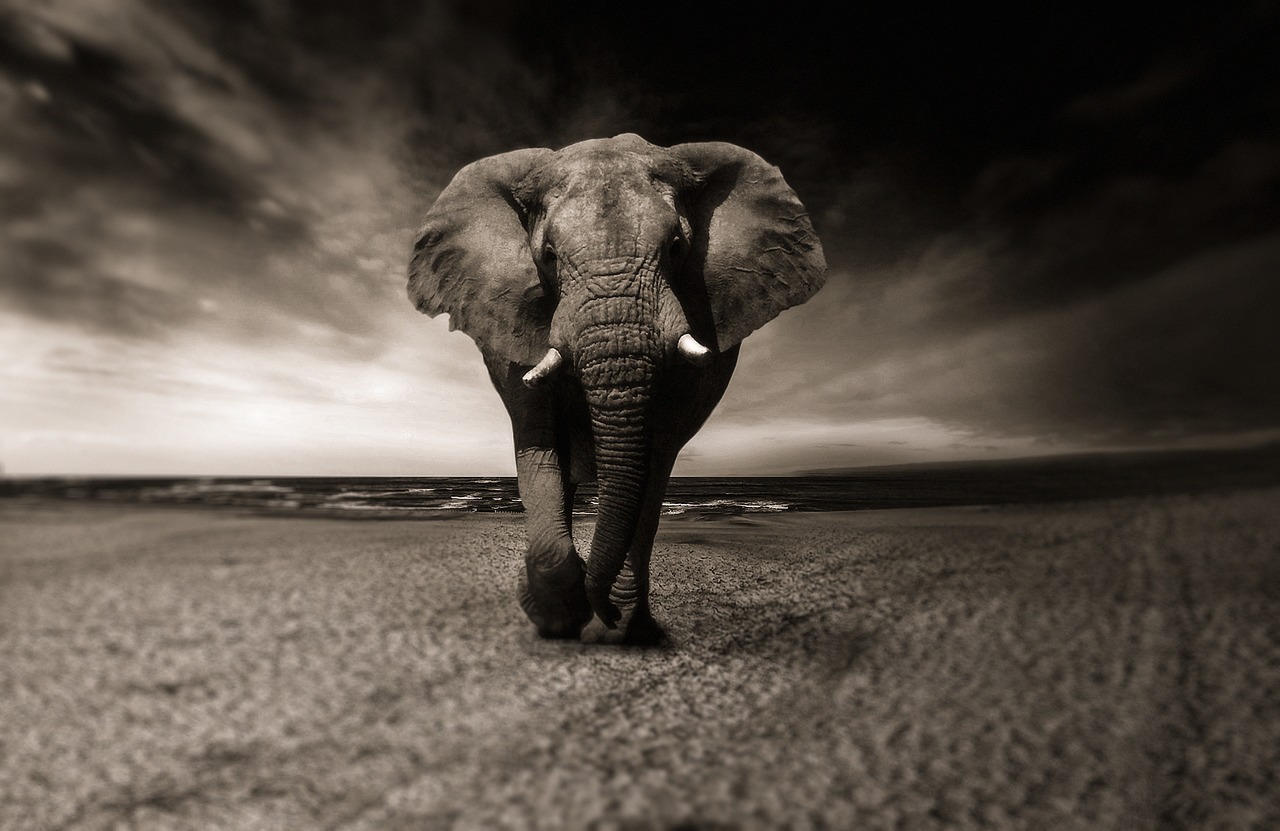 elephant black and white animal free photo