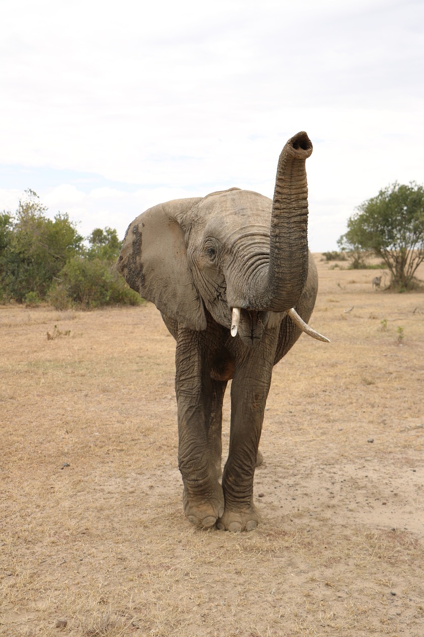 elephant get away africa free photo