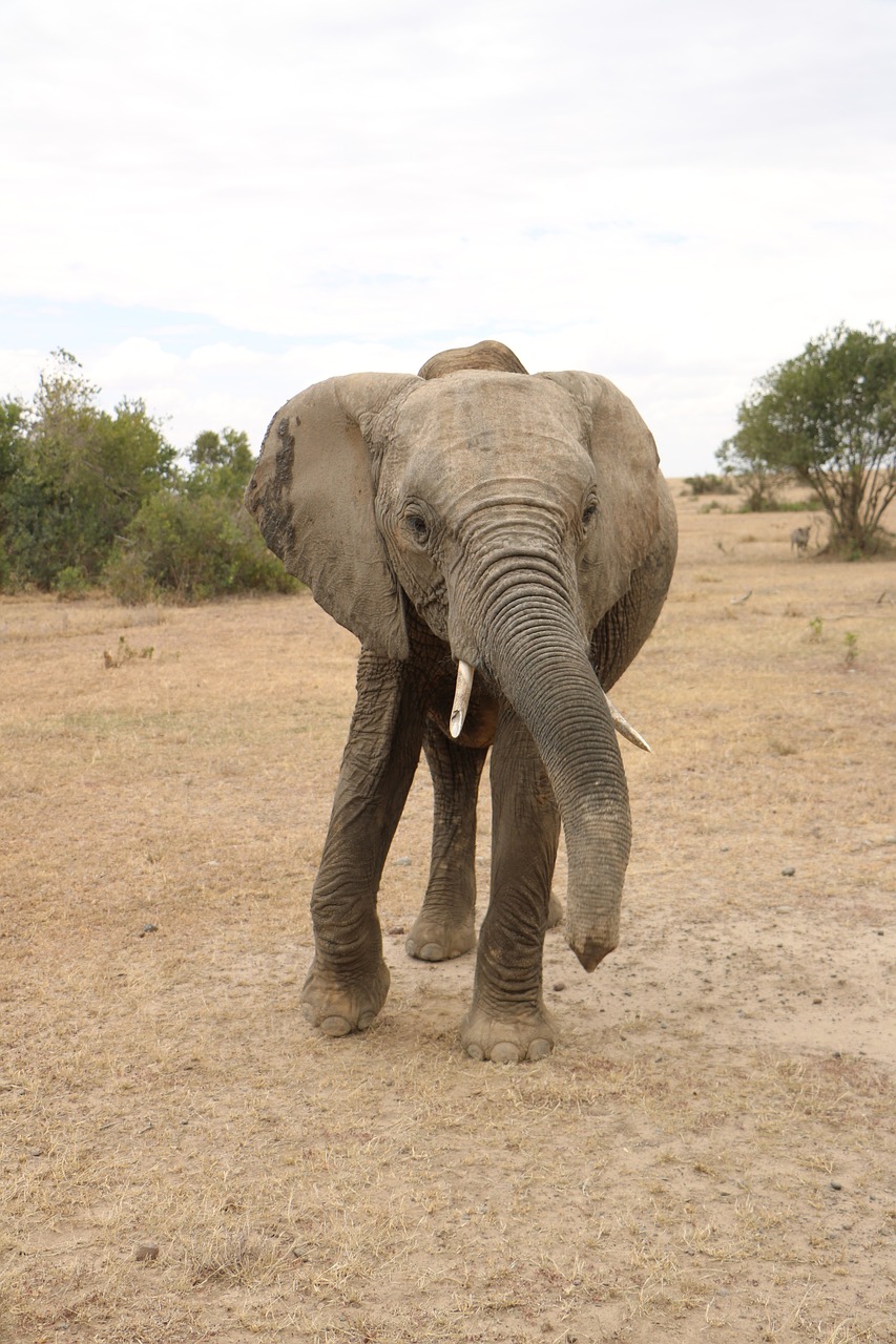 elephant wildlife animal free photo