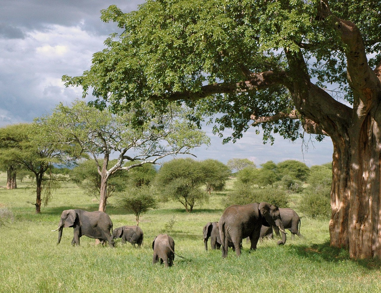 elephant elephants tanzania free photo