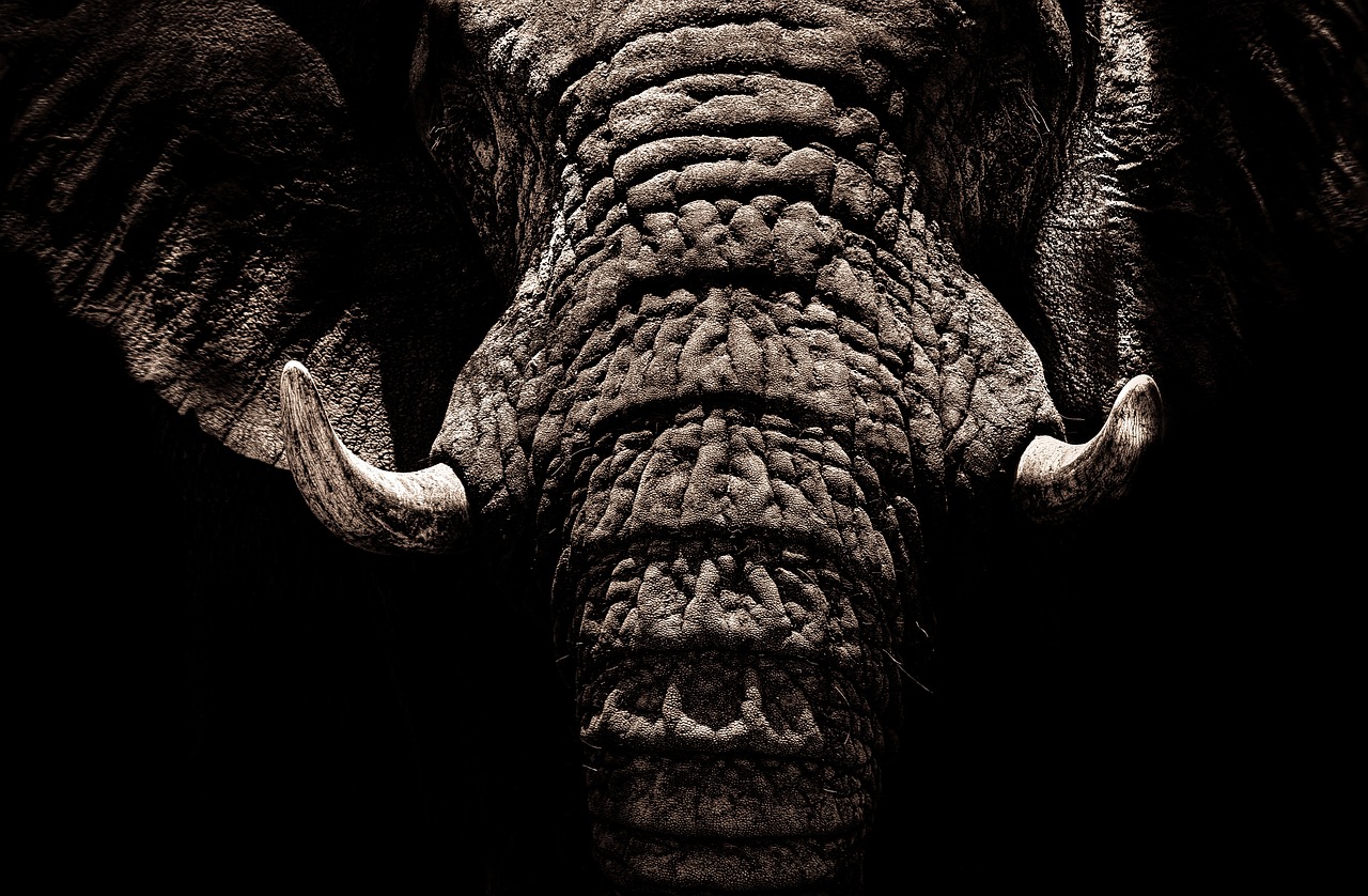 elephant tusks ivory free photo