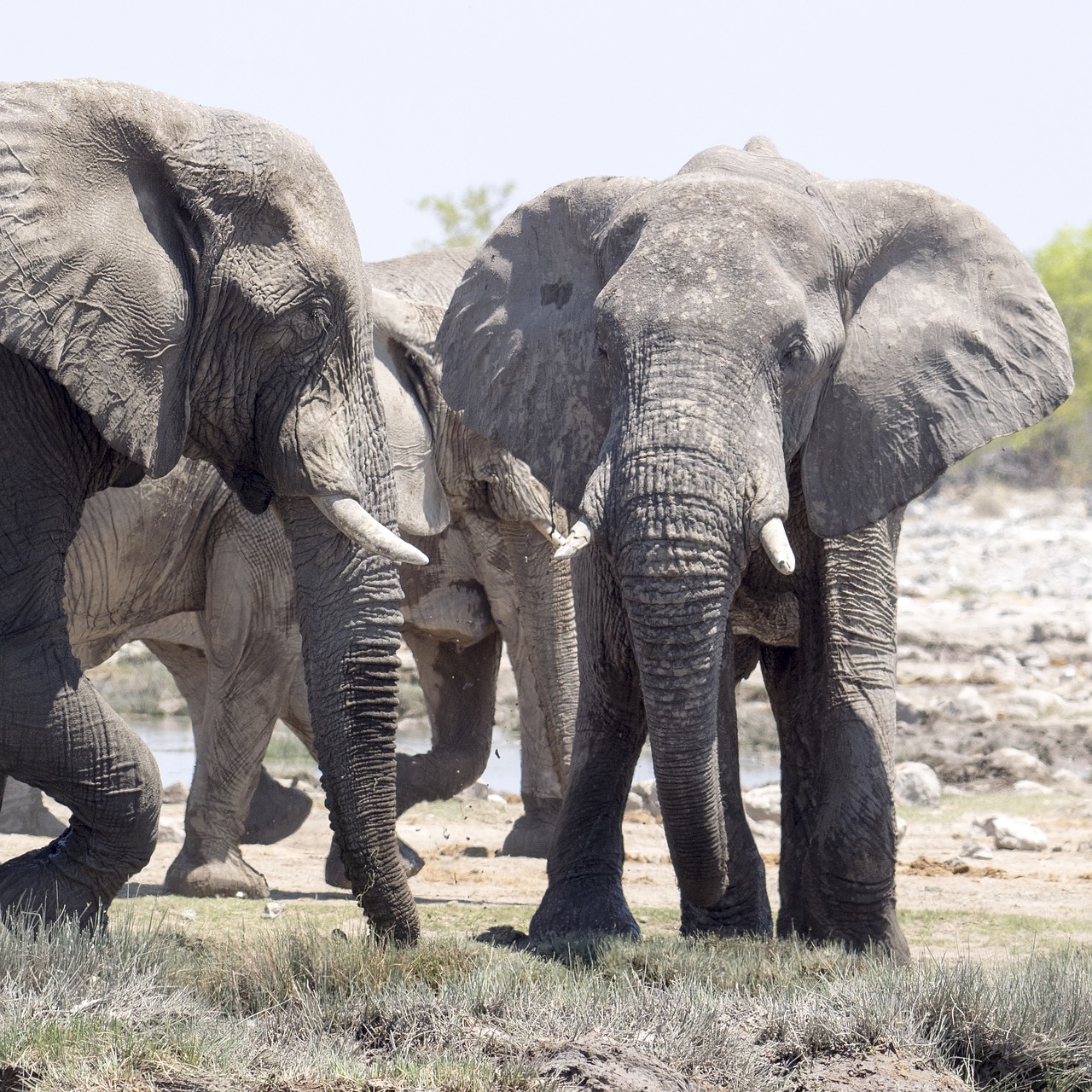 elephant safari africa free photo