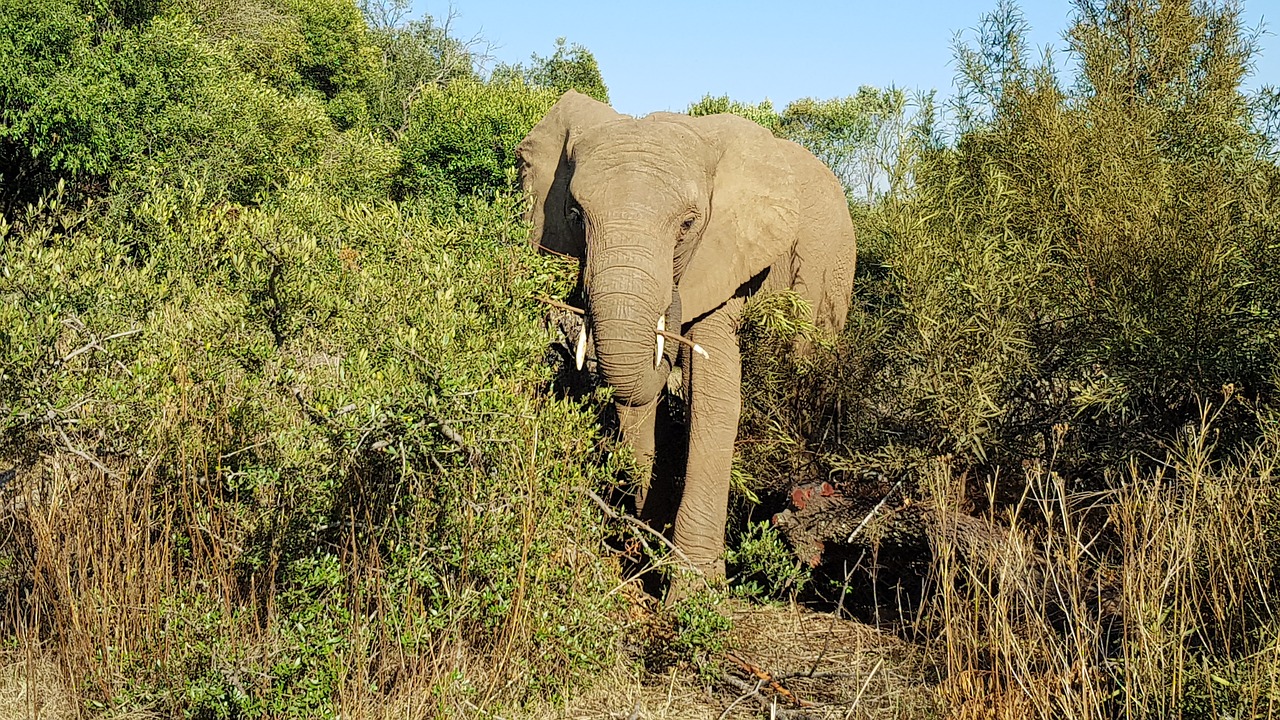 elephant africa south africa free photo