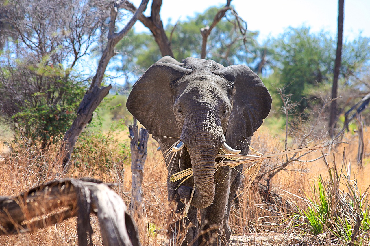 elephant africa african bush elephant free photo