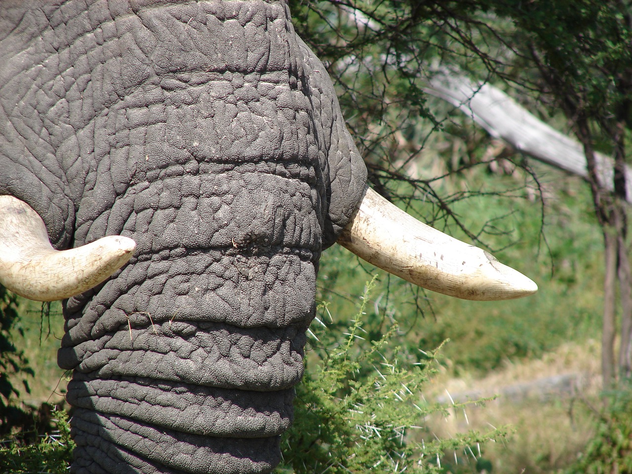 elephant tusks wild free photo
