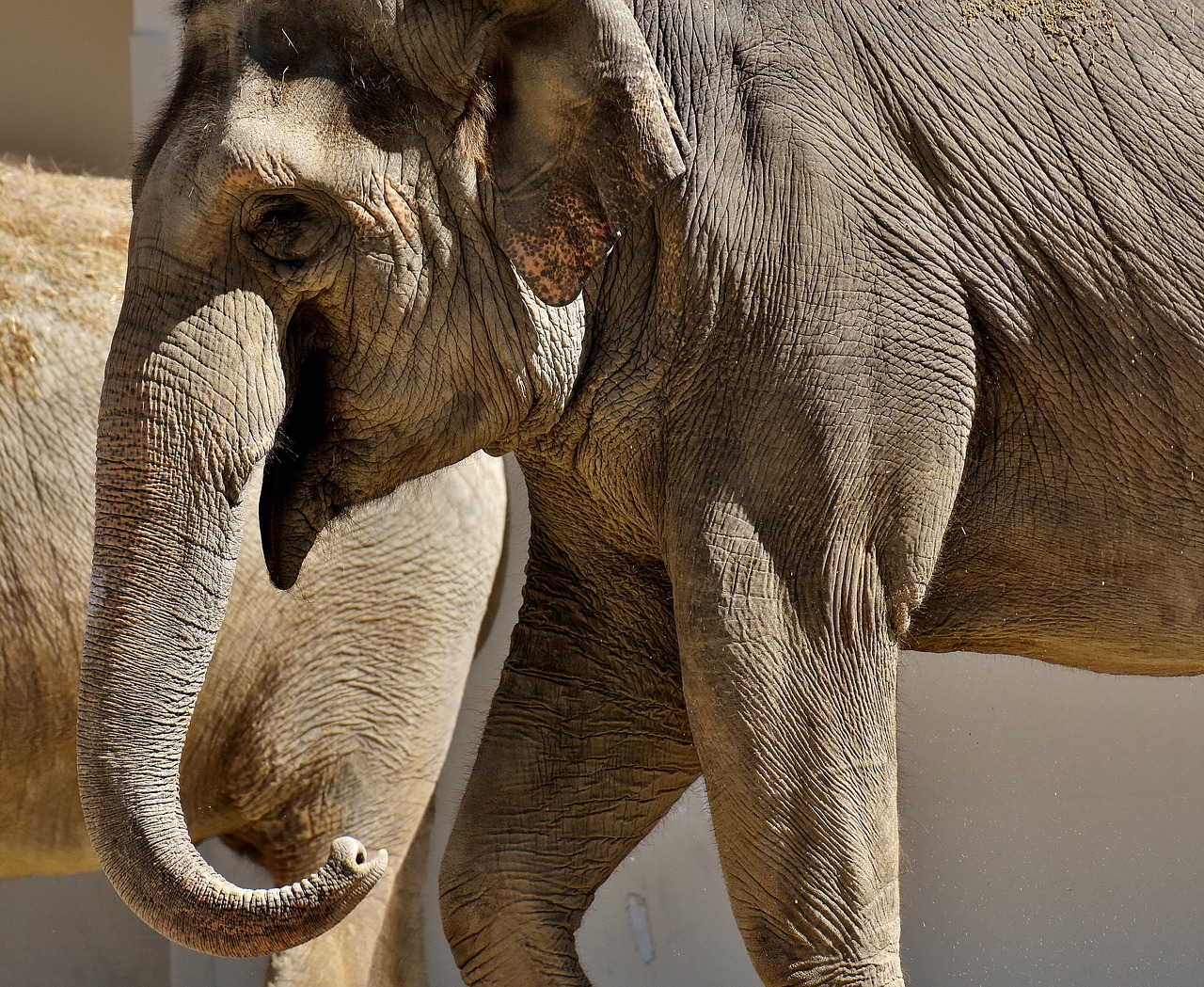 elephant proboscis pachyderm free photo