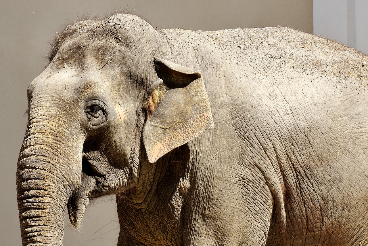 elephant pachyderm animal free photo