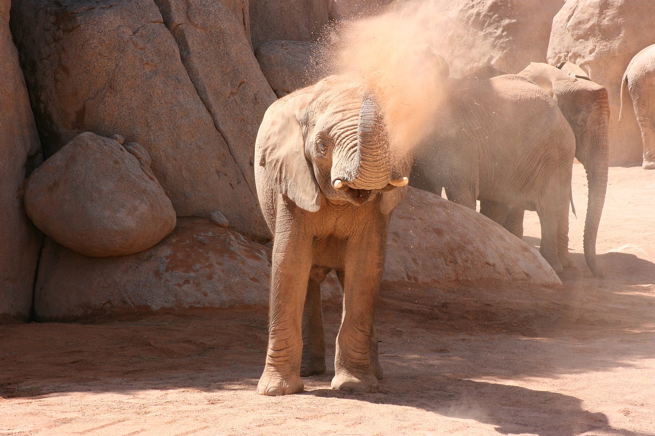 elephant valencia bioparc free photo