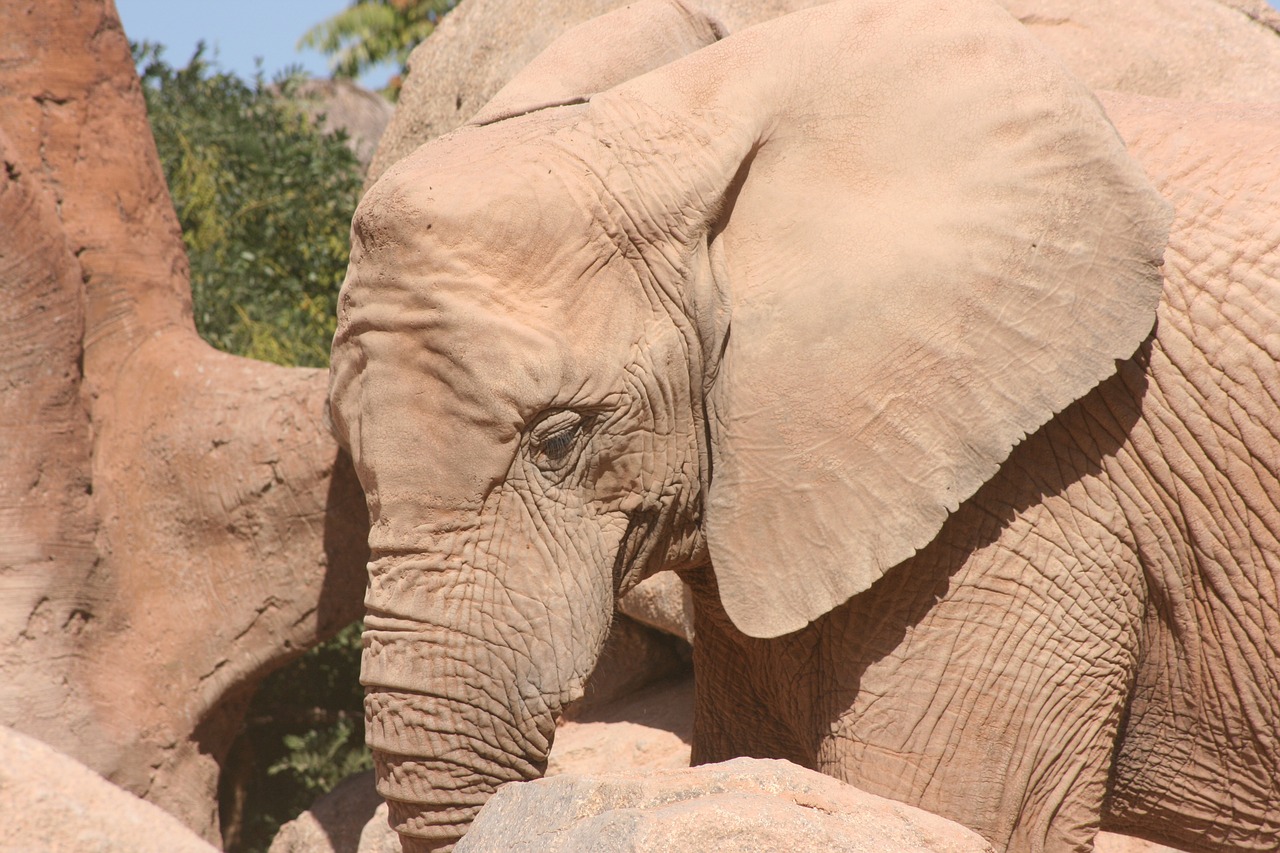 elephant zoo valencia free photo