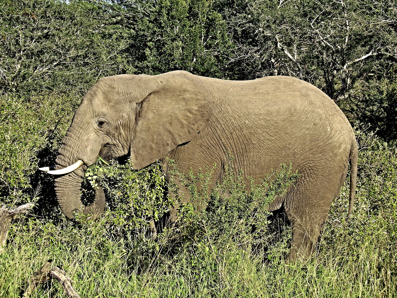 elephant savannah africa free photo