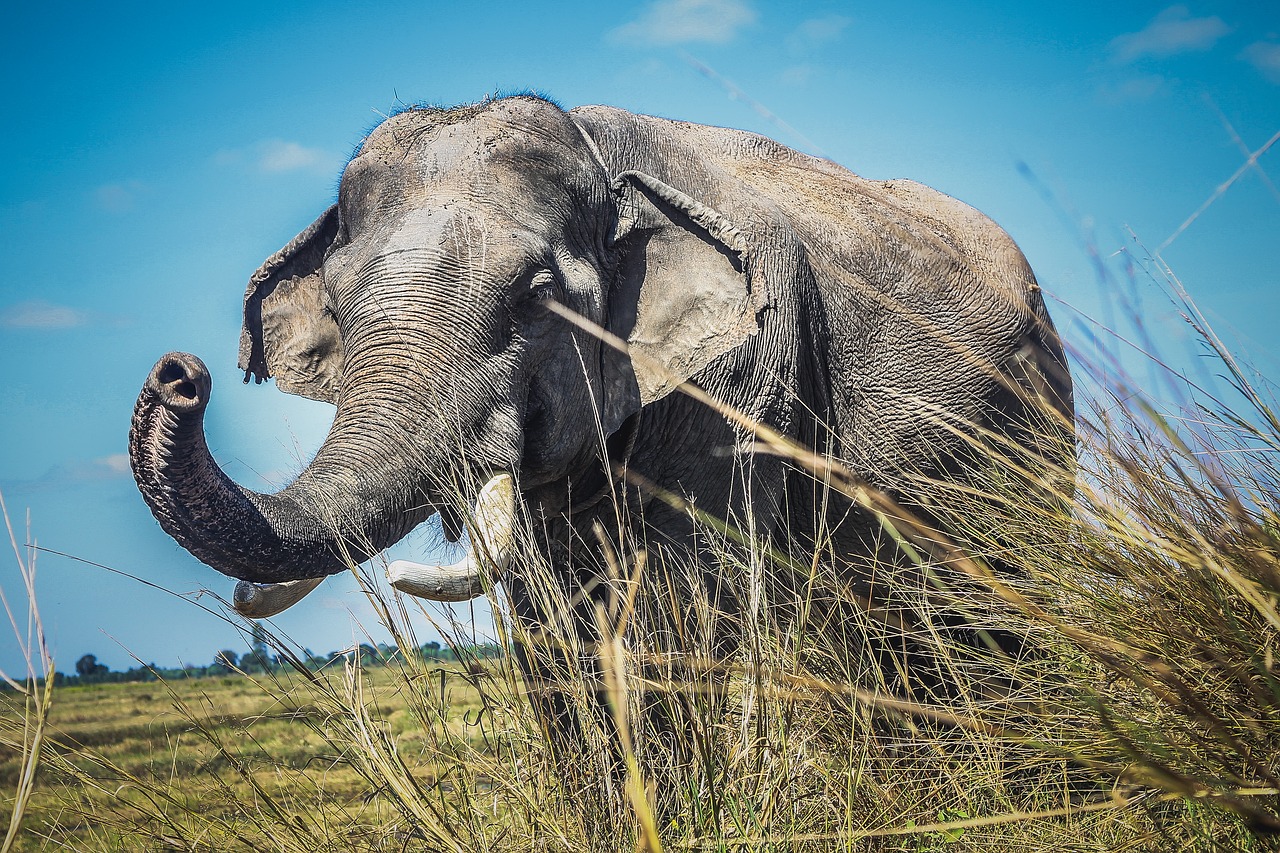 elephant animals asia free photo